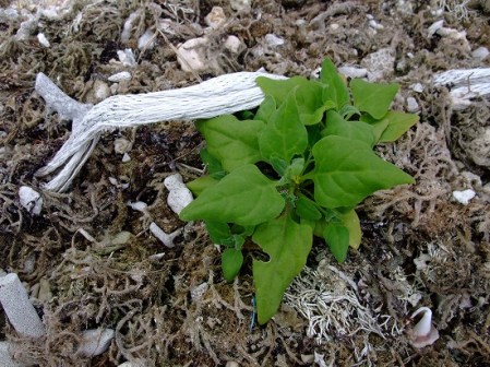 blog_import_4f6876a17c06b