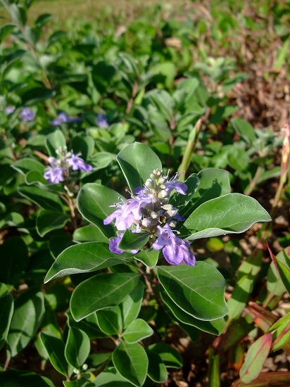 blog_import_4f687766a2d44