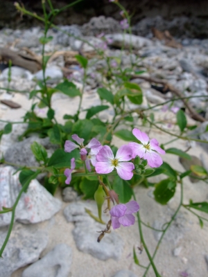 blog_import_4f687b3328ba8