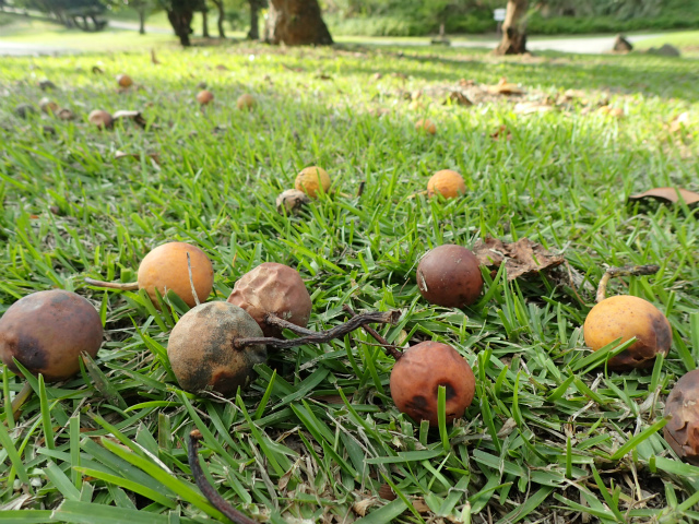 scopy20181020_162212_01