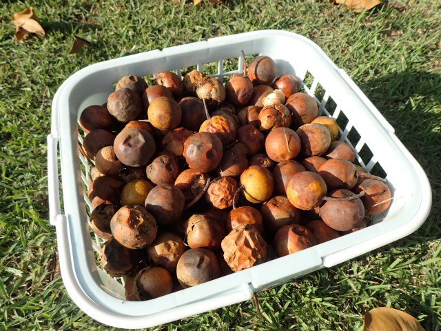 scopy20181020_163704_06