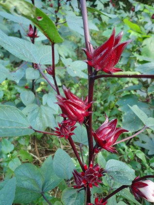 scopy20181124_165032_05