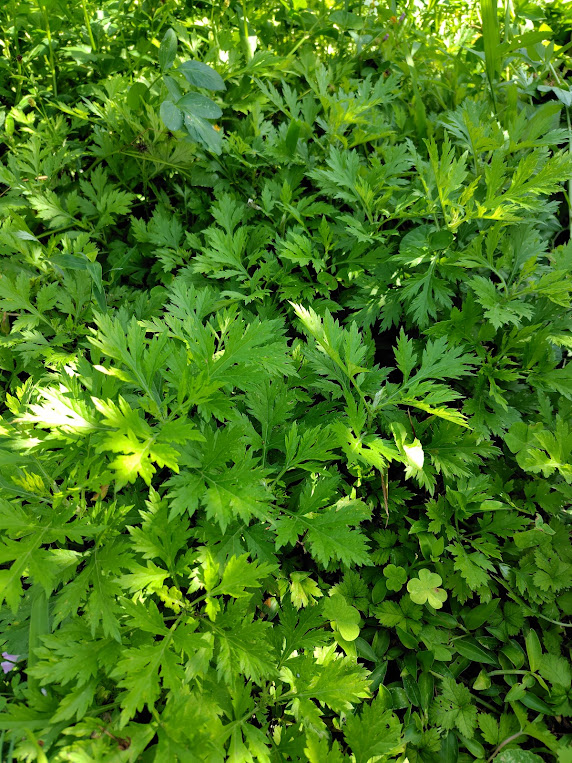 よもぎページ4月~ 2025春よもぎ – nauhiaherb